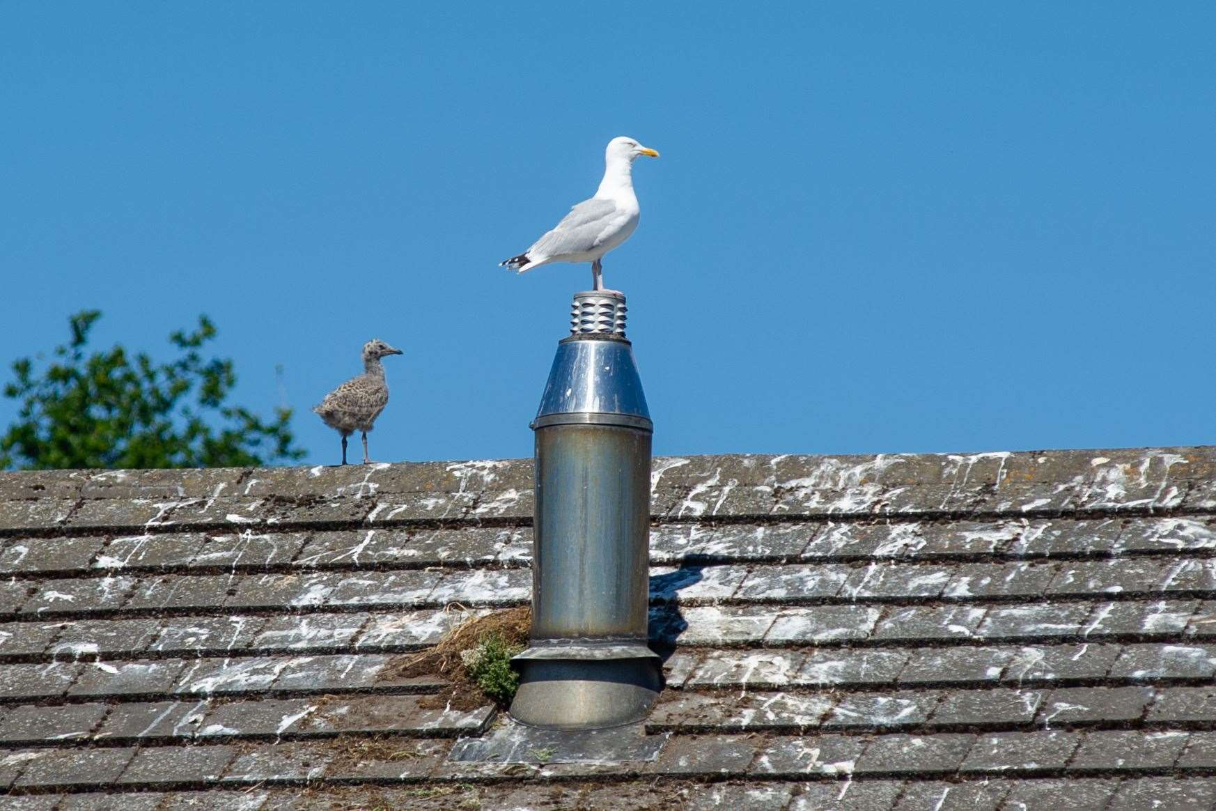 The nesting of seagulls on household roofs is an ever-growing issue in the Forbeshill area of Forres. Picture: Daniel Forsyth.