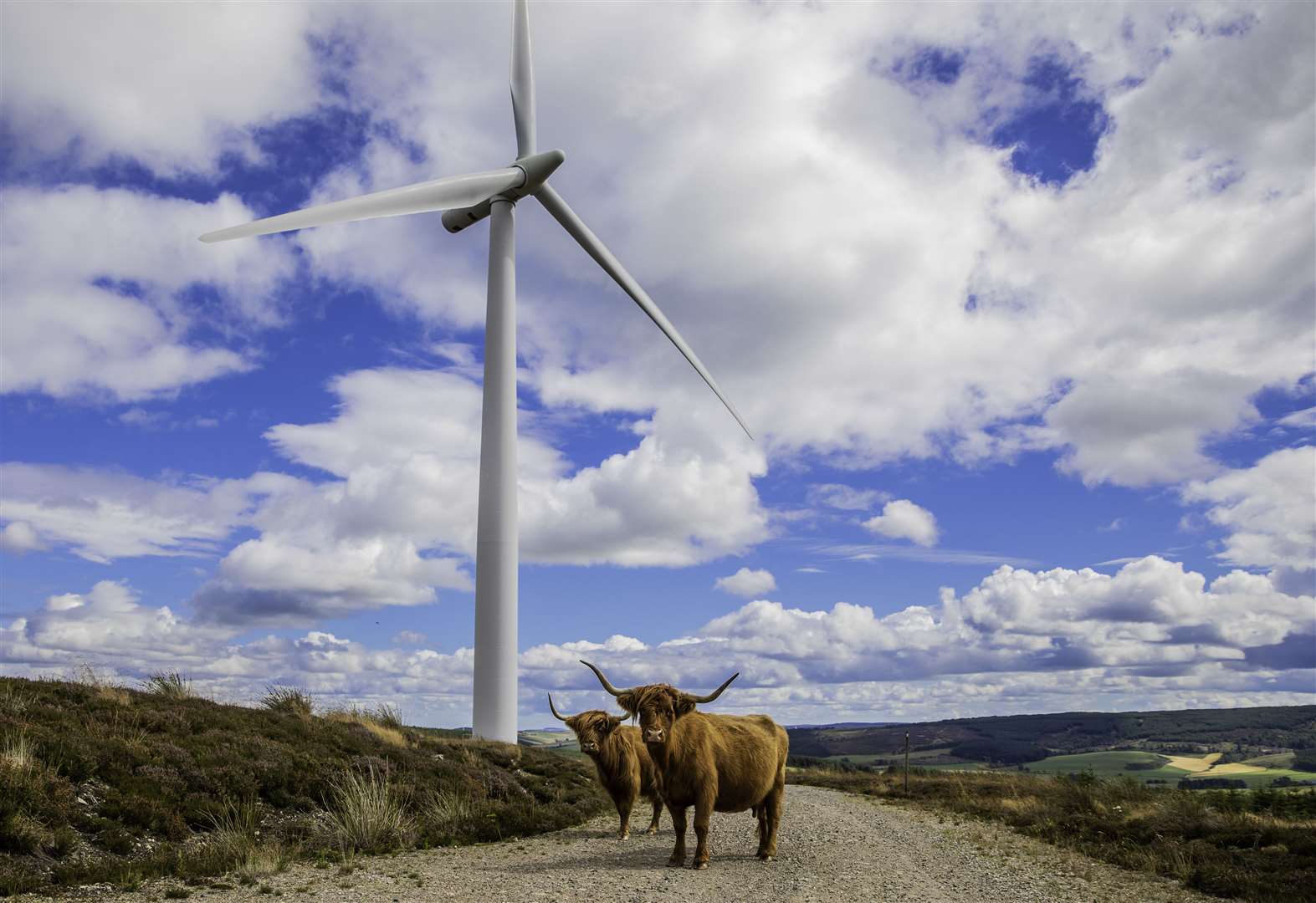 RES' Hill of Towie Wind Farm, Scotland. ©KeithArkins