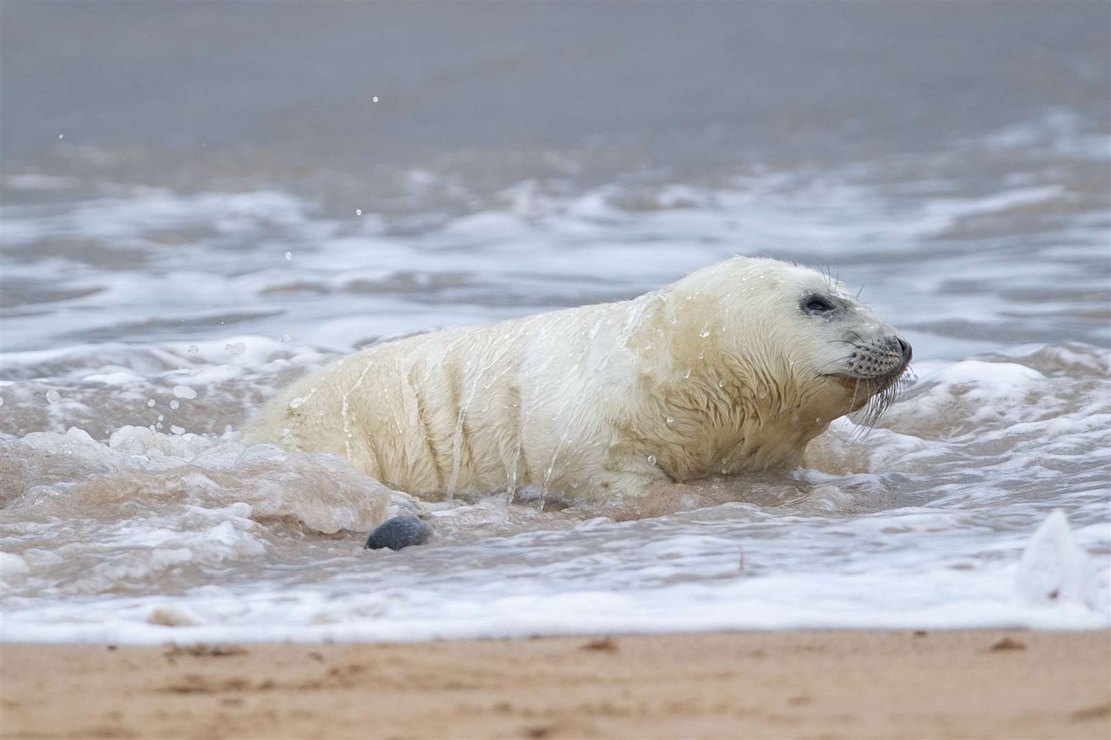 A newborn grey seal pup tests the water at Horsey Beach (Joe Giddens/PA)