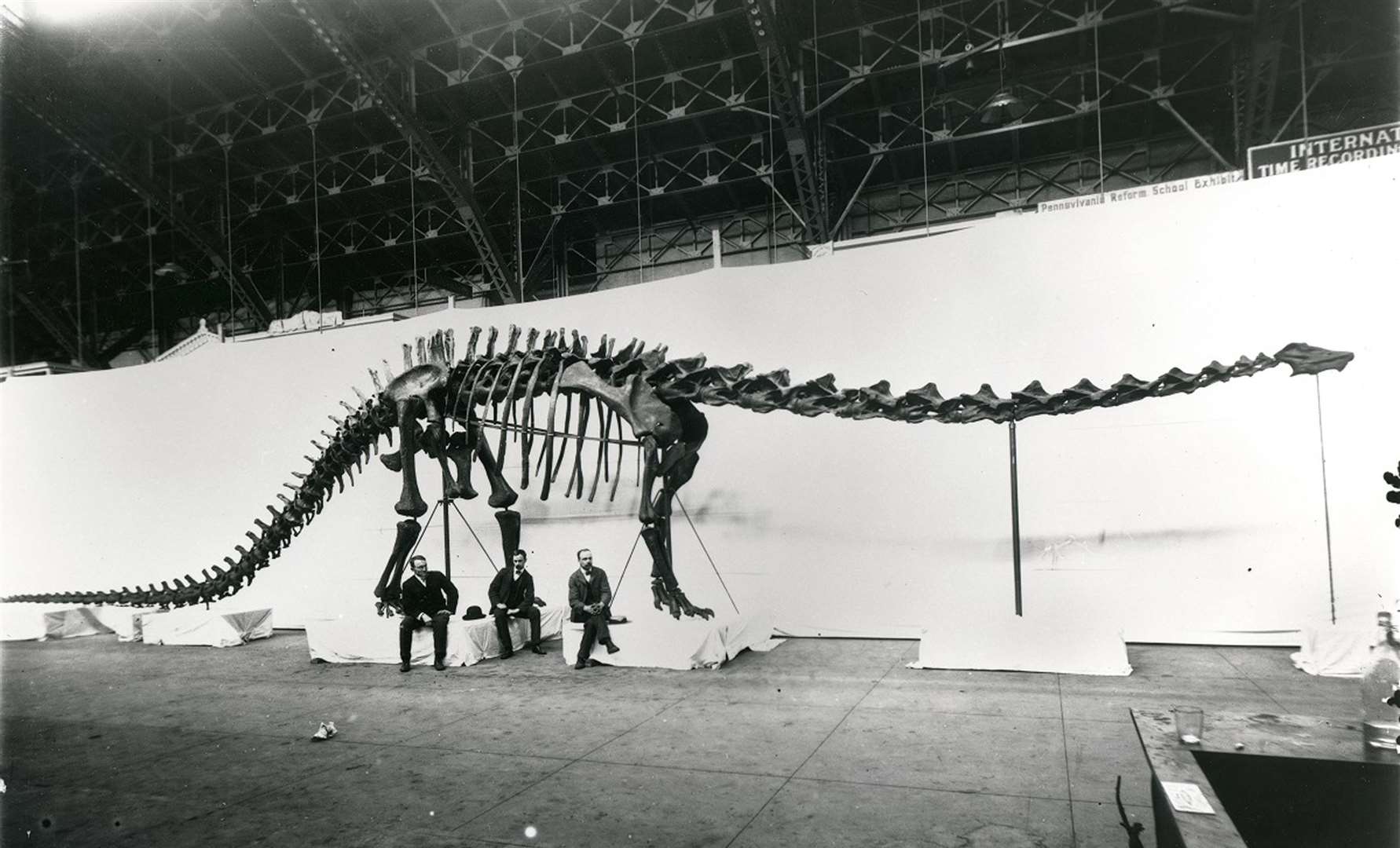 Dippy the Diplodocus in 1905 (The Natural History Museum/PA)