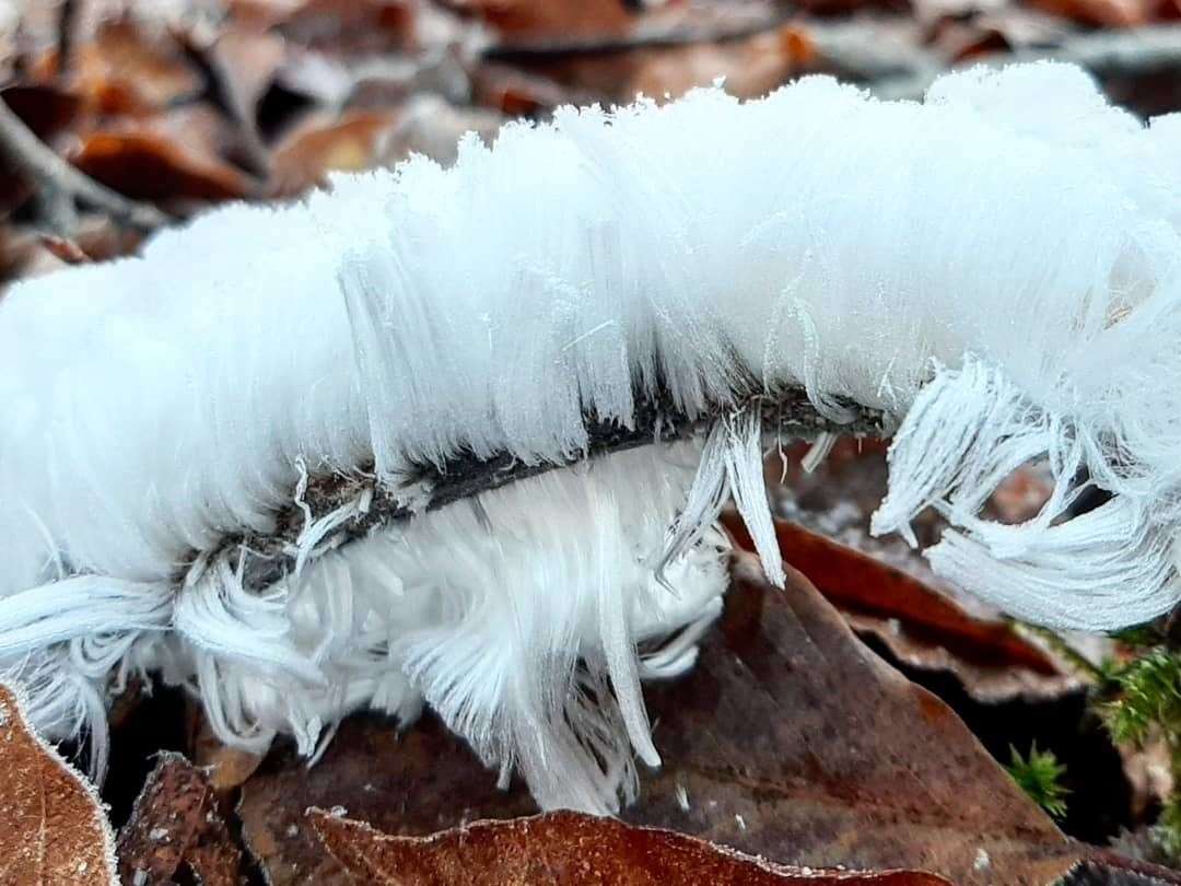 Alan Fraser, from Lhanbryde, came across the uncommon hair ice in the nearby Crooked Woods.