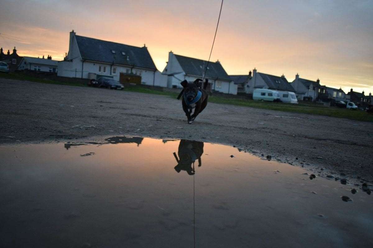 Dog reflecting in puddle: Scott Douglas (15), Burghead.