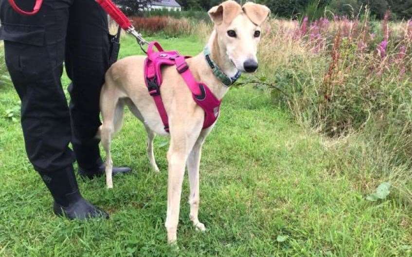 Can you help young lurcher Xena find her forever home?