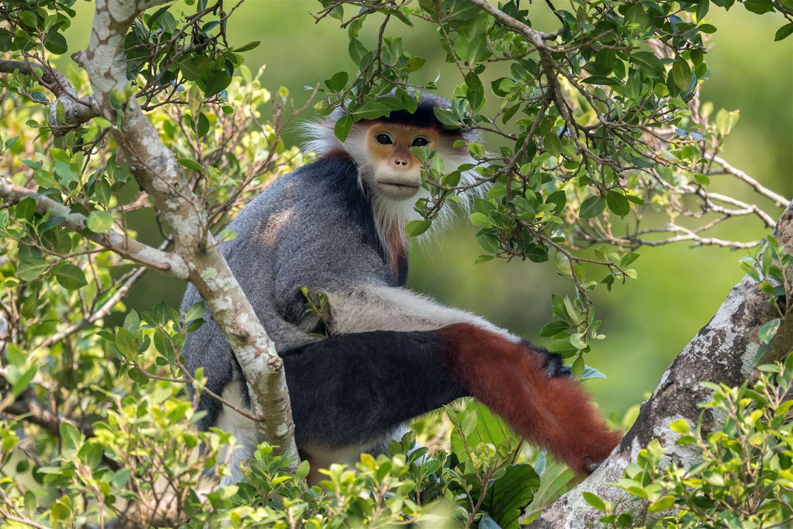 Treetop douc by Arshdeep Singh (Arshdeep Singh/Wildlife Photographer of the Year)