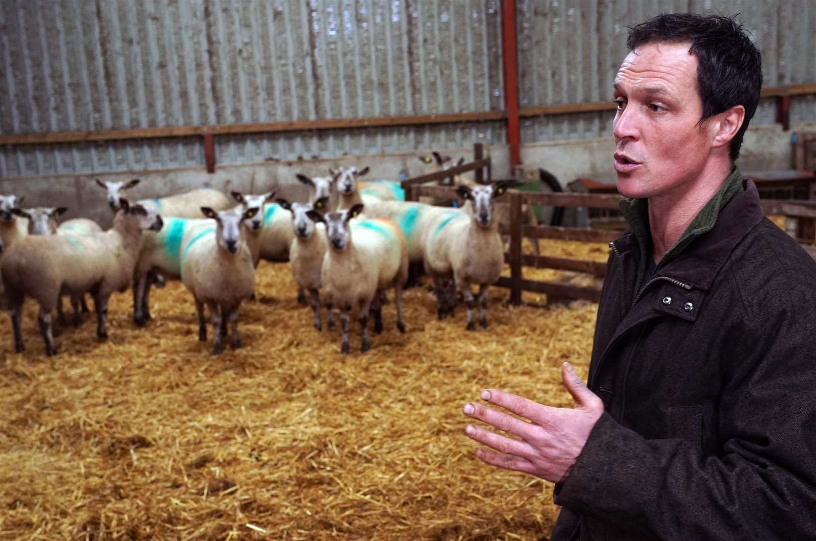 Thomas Carrick tends to his flock of sheep at High Crossgill Farm in Alston Moor, Cumbria (Owen Humphreys/PA)