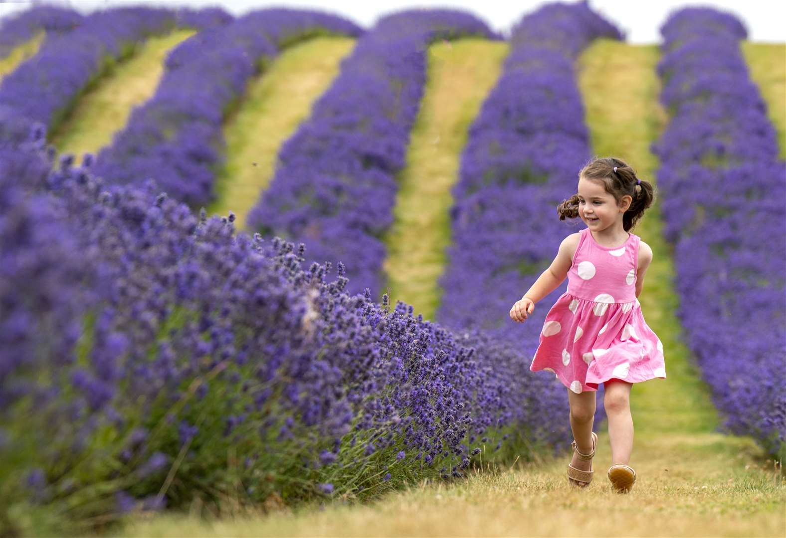 Three-year-old Eris Ijaz, from Falkirk, ran among the rows of lavender at Tarhill Farm, Kinross, in July (Jane Barlow/PA)