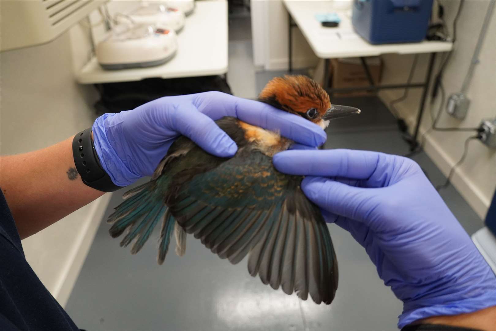The rare kingfishers receiving health checks as they are being monitored by bird keepers (Thomas Mangloña/KUAM News)