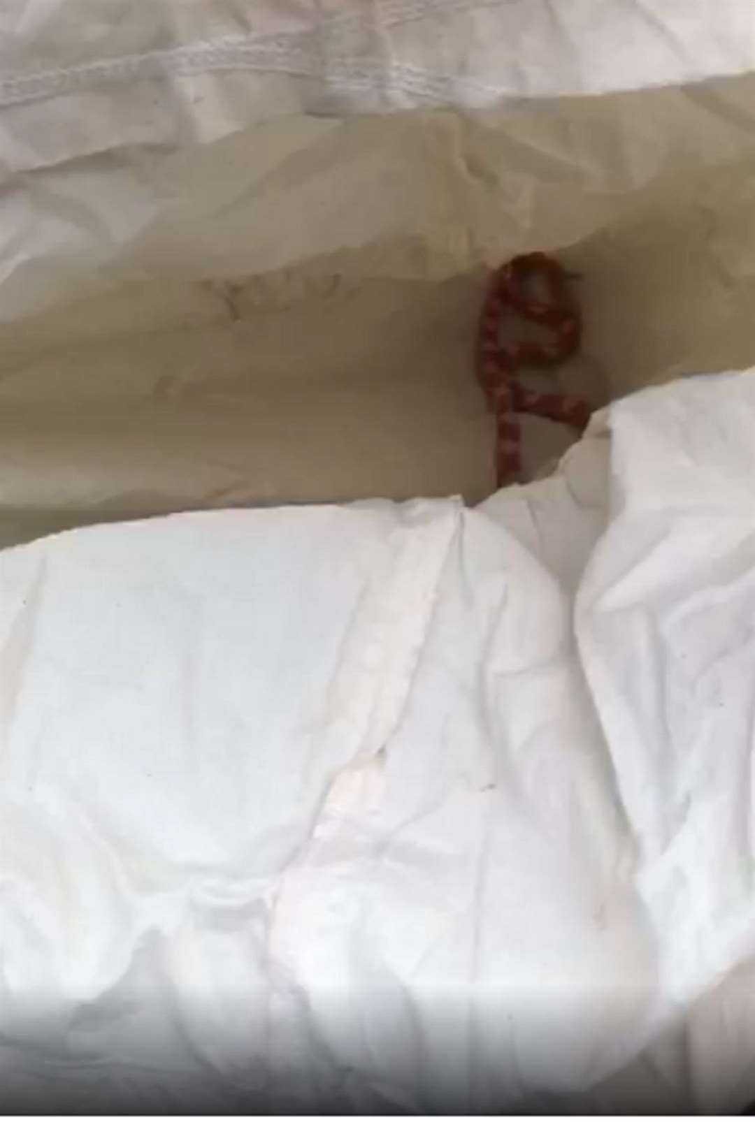 The RSPCA were called out to the home in Leeds after the corn snake was discovered (RSPCA/PA)