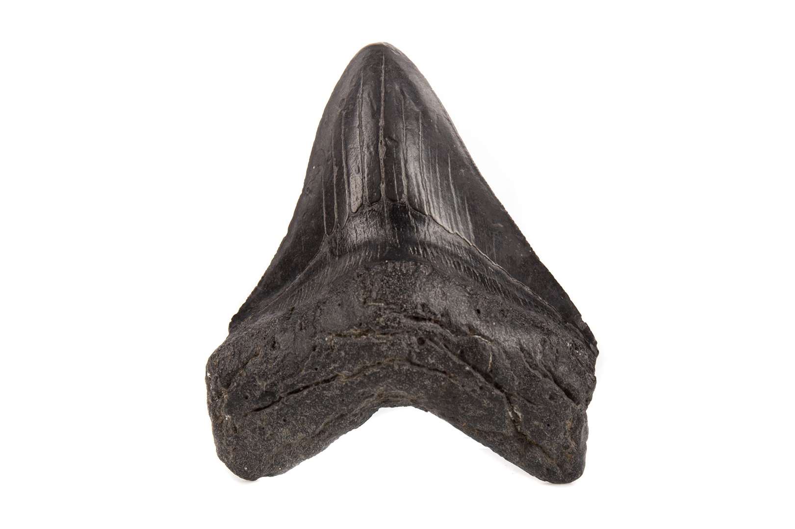 A five million year old fossilised tooth from a Megalodon shark– a much larger ancestor of the Great White (Chris James/McTear’s/PA)