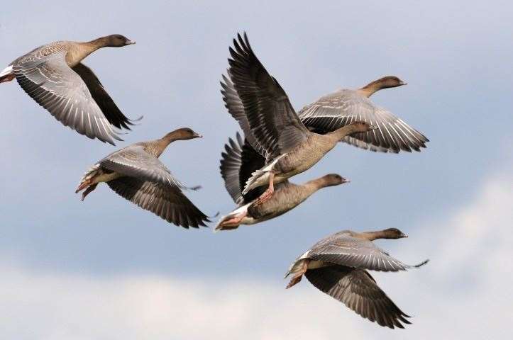 Families fly from the bay to nearby fields to graze on old roots and tubers, such as potatoes. Pink-footed Geese live for about 20 years in the wild, and tend to mate for life.
