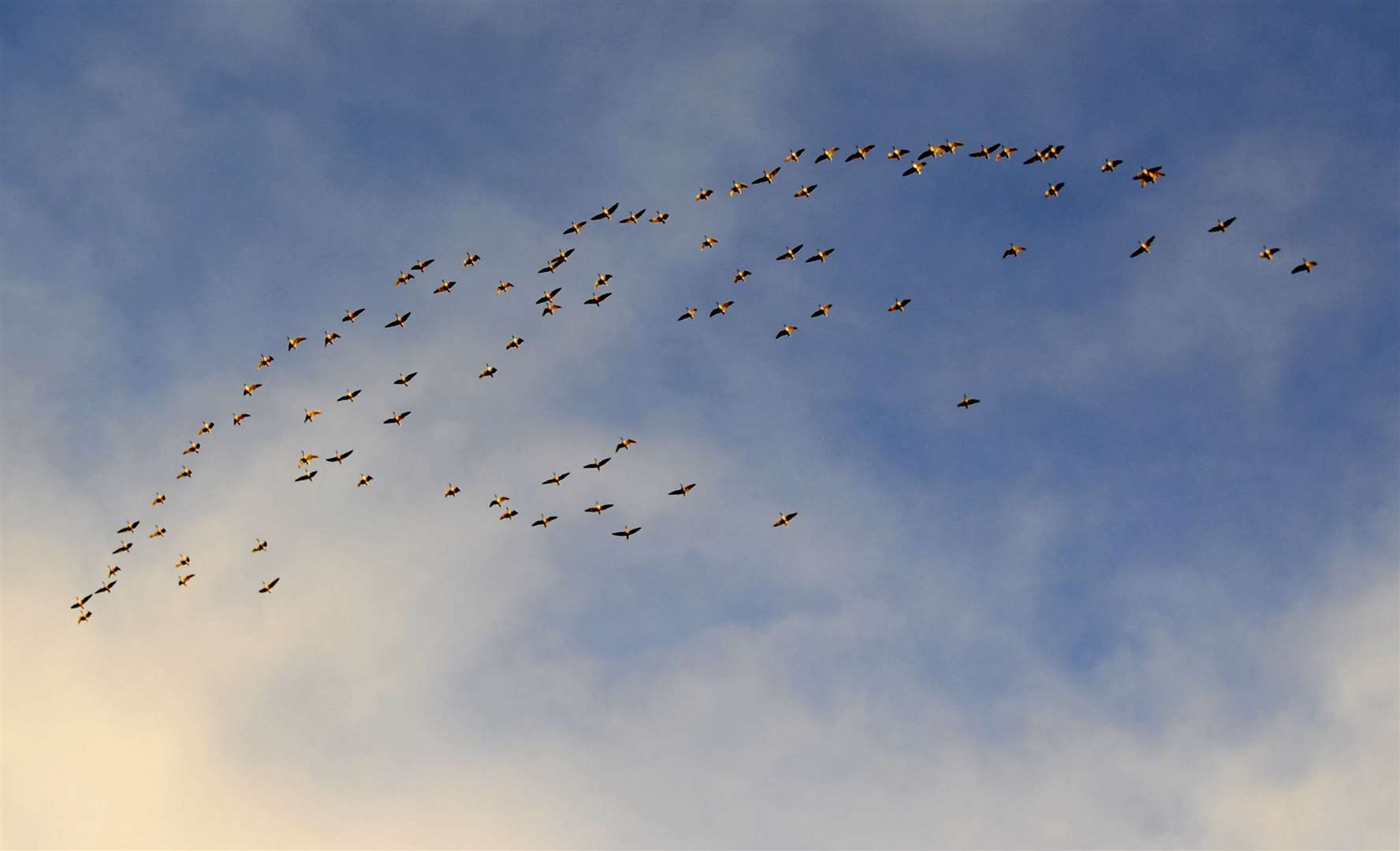 Geese above Findhorn Bay.