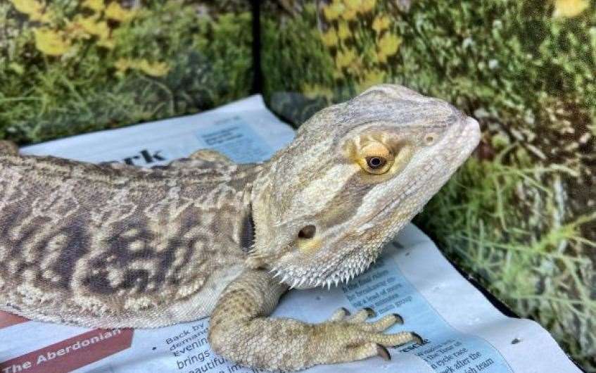 Apollo the bearded dragon needs your help to find his forever home.