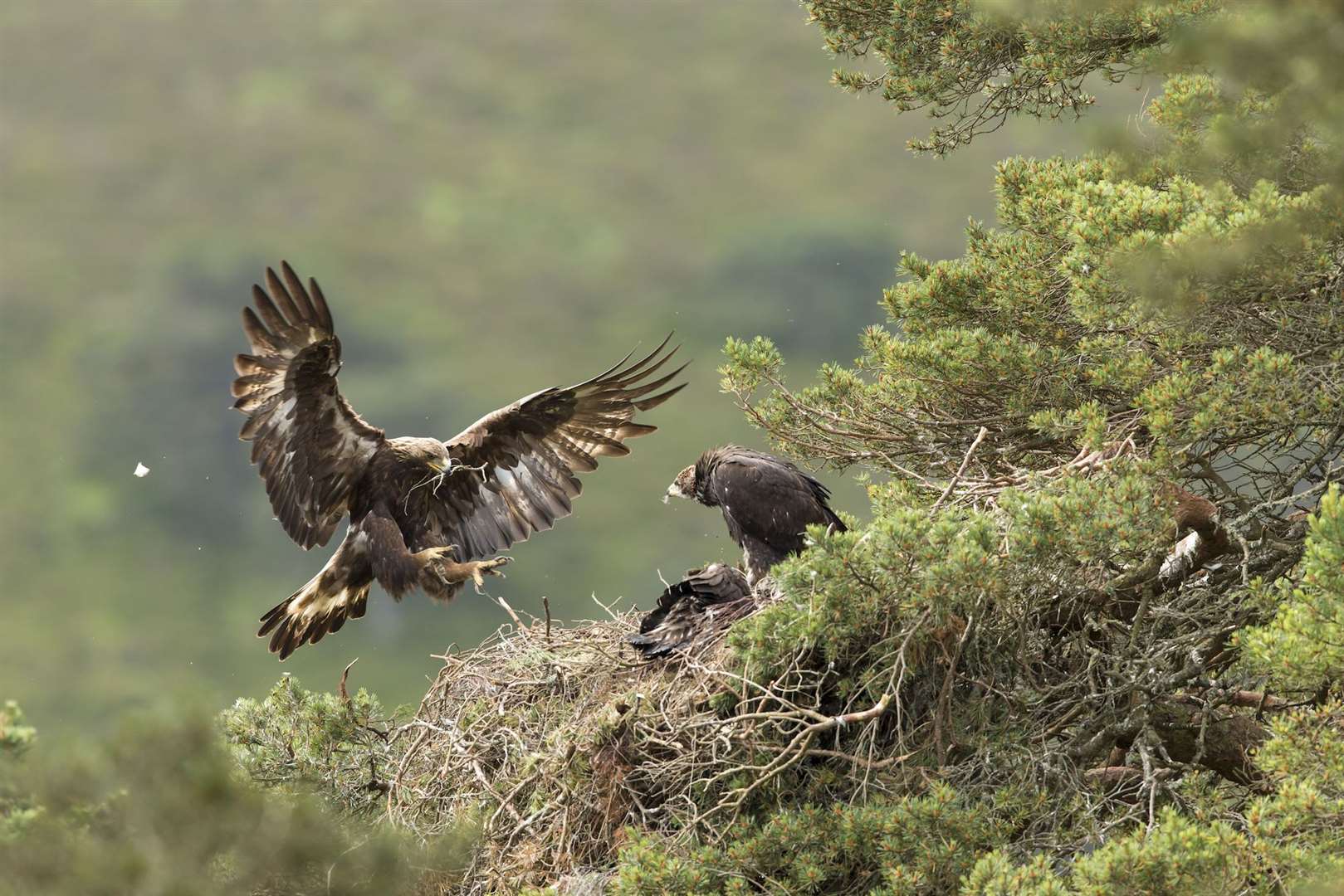 An adult female golden eagle in the Cairngorms National Park. Picture: Mark Hamblin.