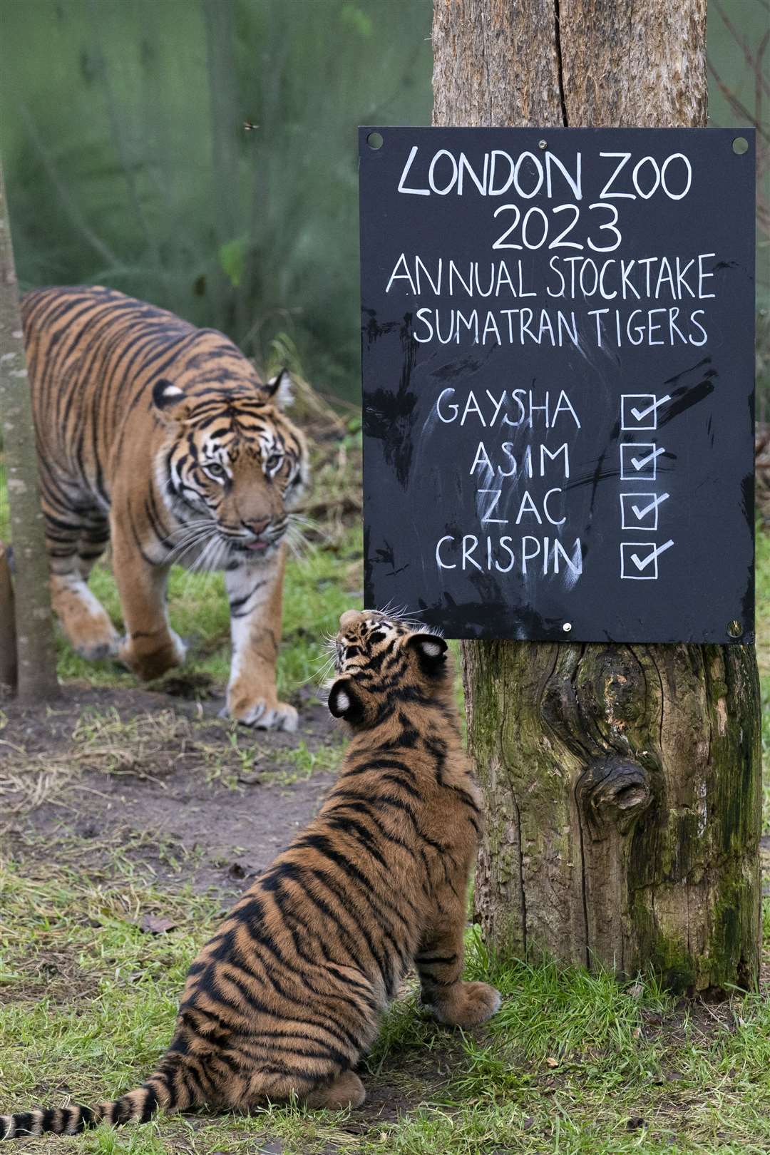 Sumatran tigers take an interest in the figures during the annual stocktake (Kirsty O’Connor/PA)