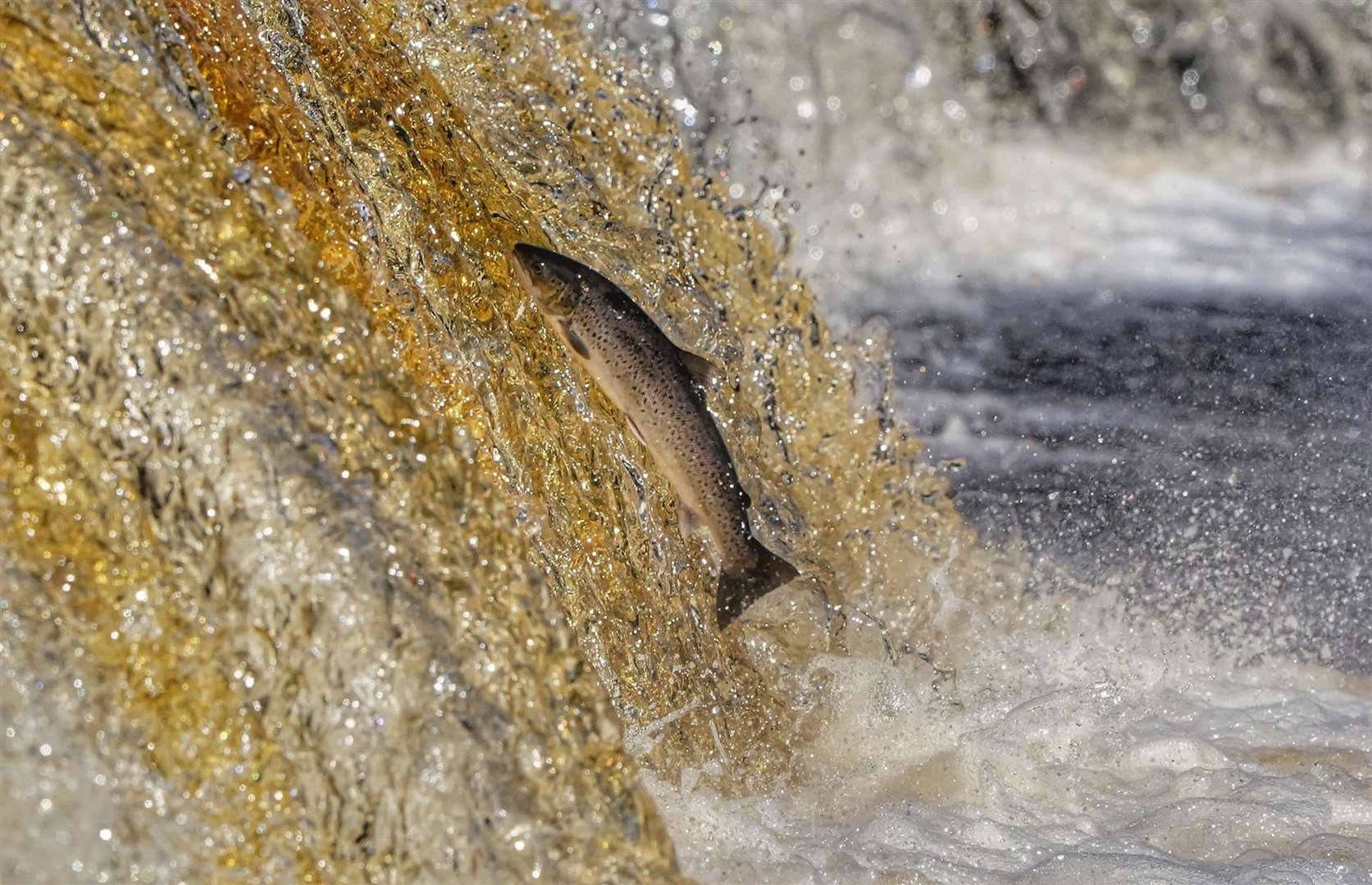 Salmon have returned to the River Don in Sheffield (Owen Humphreys/PA)