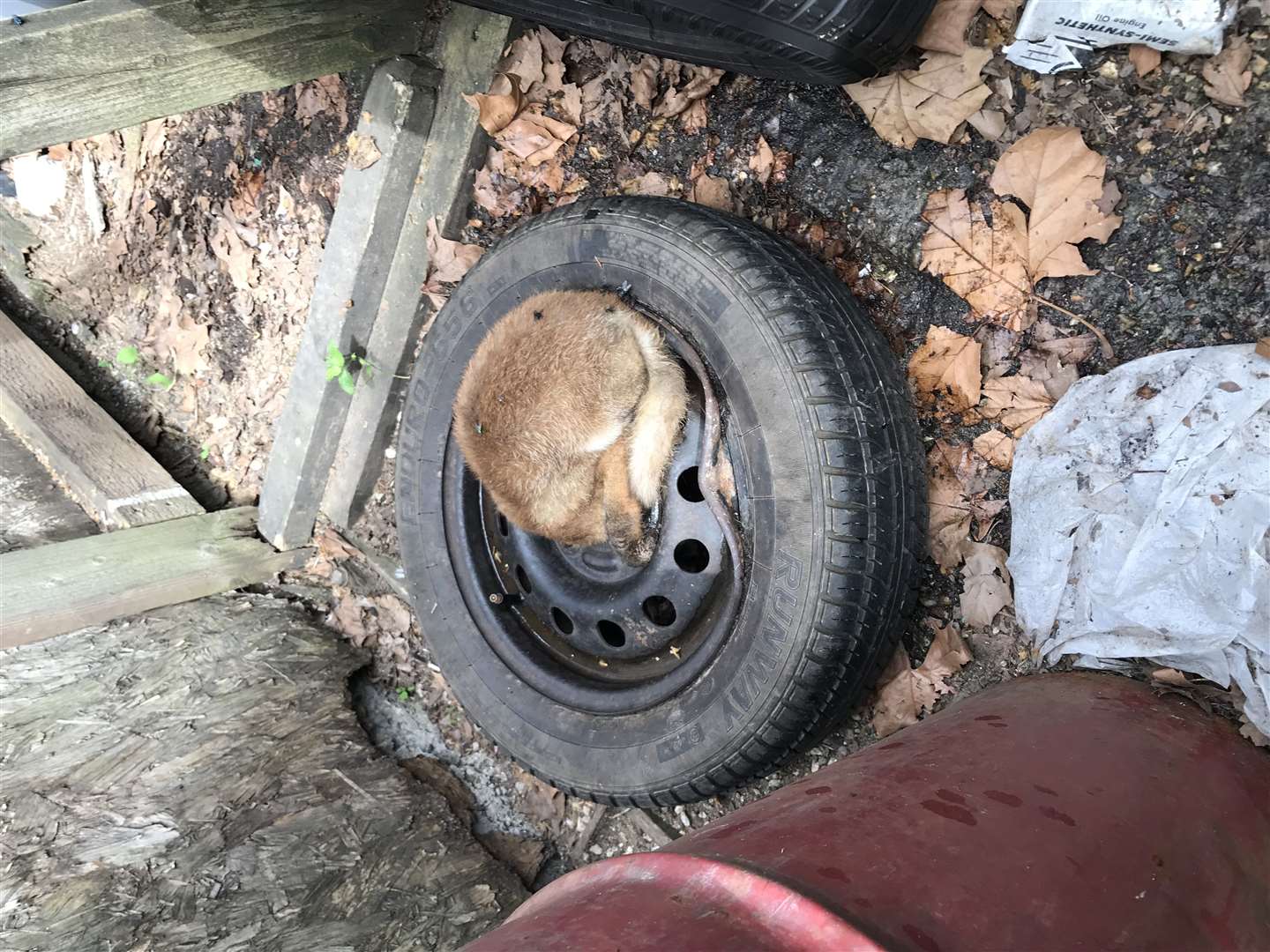 A fox found in a car repair garage in Bethnal Green (PA/RSPCA)