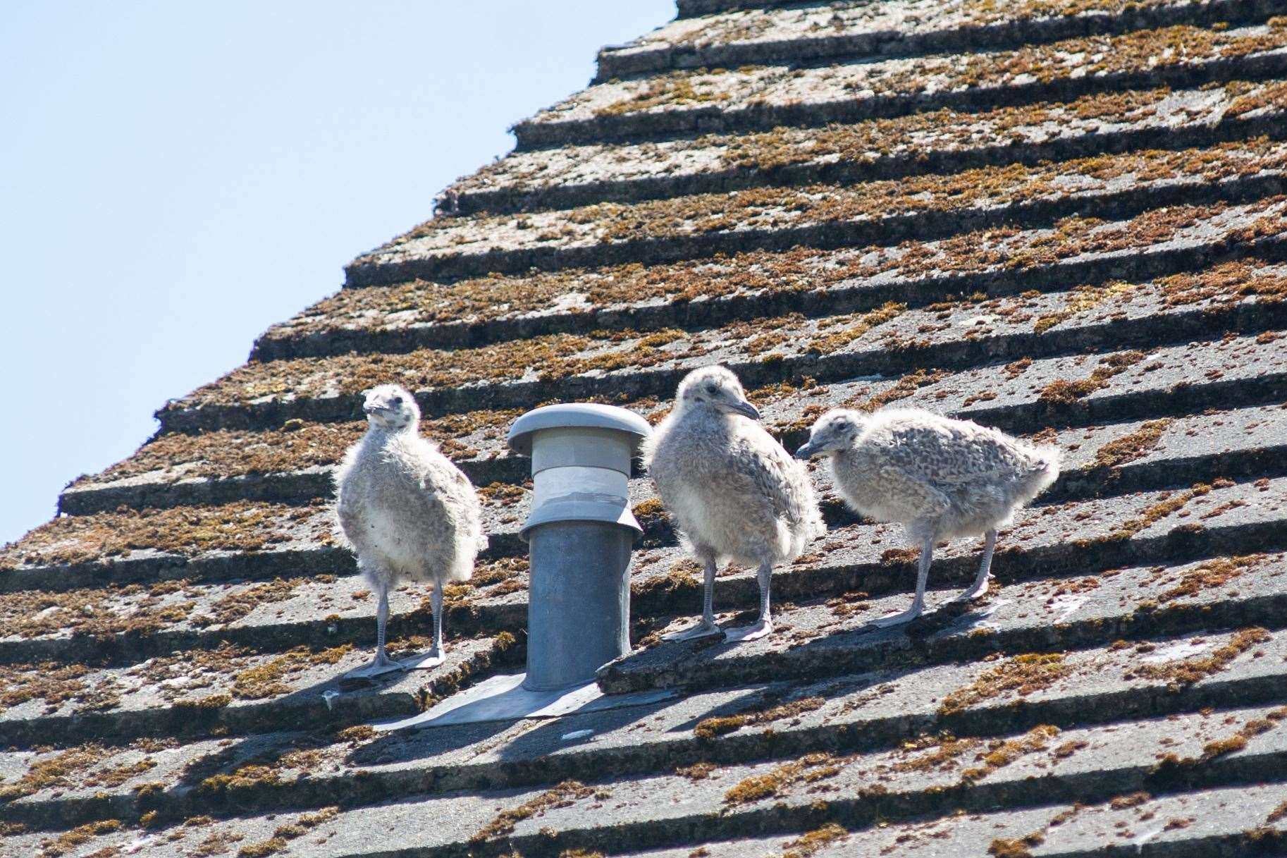 Seagulls nesting on household roofs is an ever-growing issue Forres. Picture: Daniel Forsyth