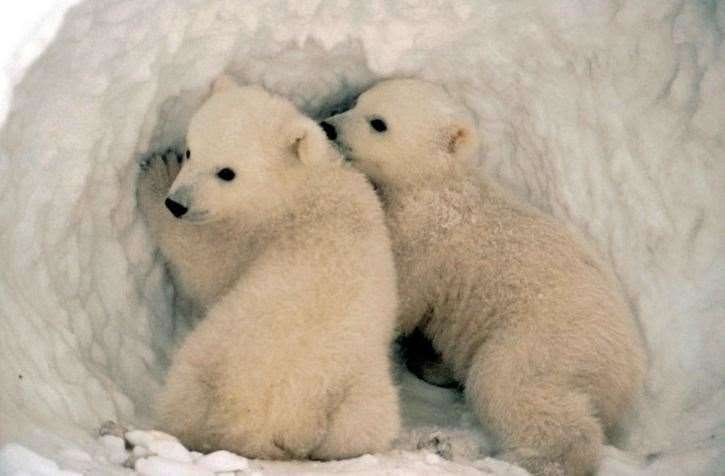 Youngsters will be dressing up as endangered animals such as these baby polar bears.
