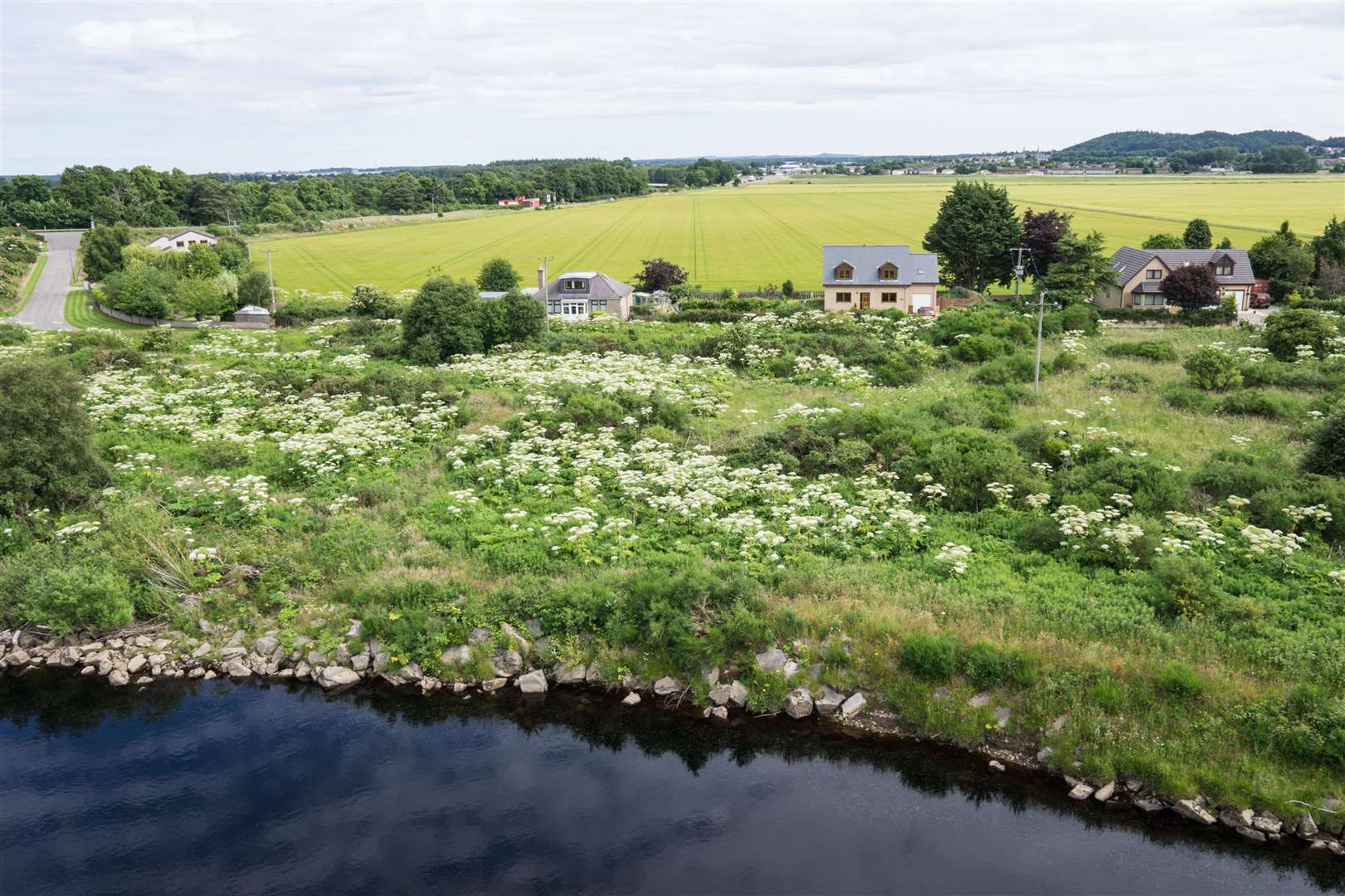Giant Hogweed at the Mundole Stoney Pool on the River Findhorn in July 2015.