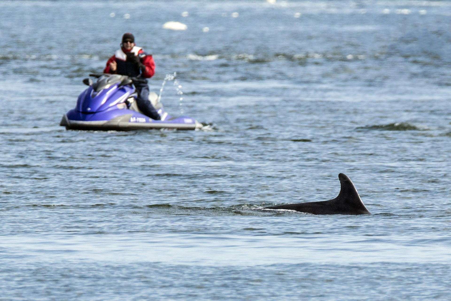 Jet skiiers and other water users could face legal action if they hard marine wildlife.