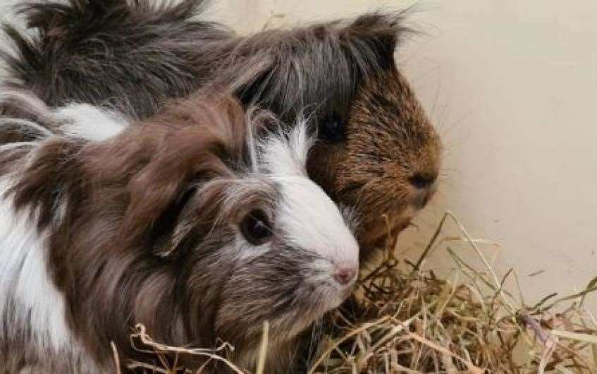 Daffodil, Aubergine and Courgette would love to find their forever home.