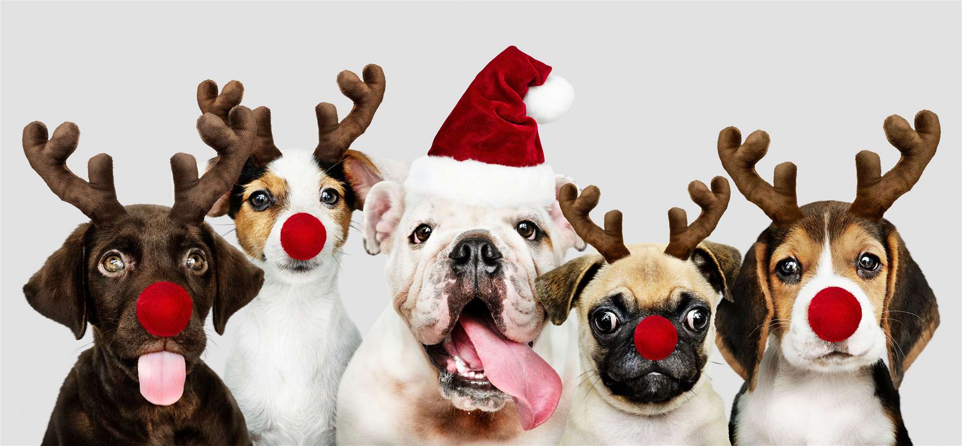 Christmas can be fun for your pets too, just make it a safe one.