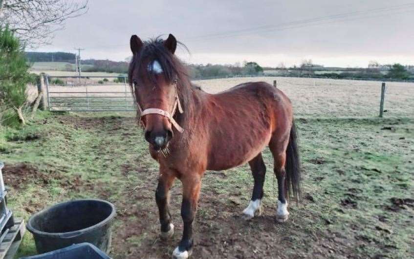 Looking for an experienced owner is Welsh pony Nash.