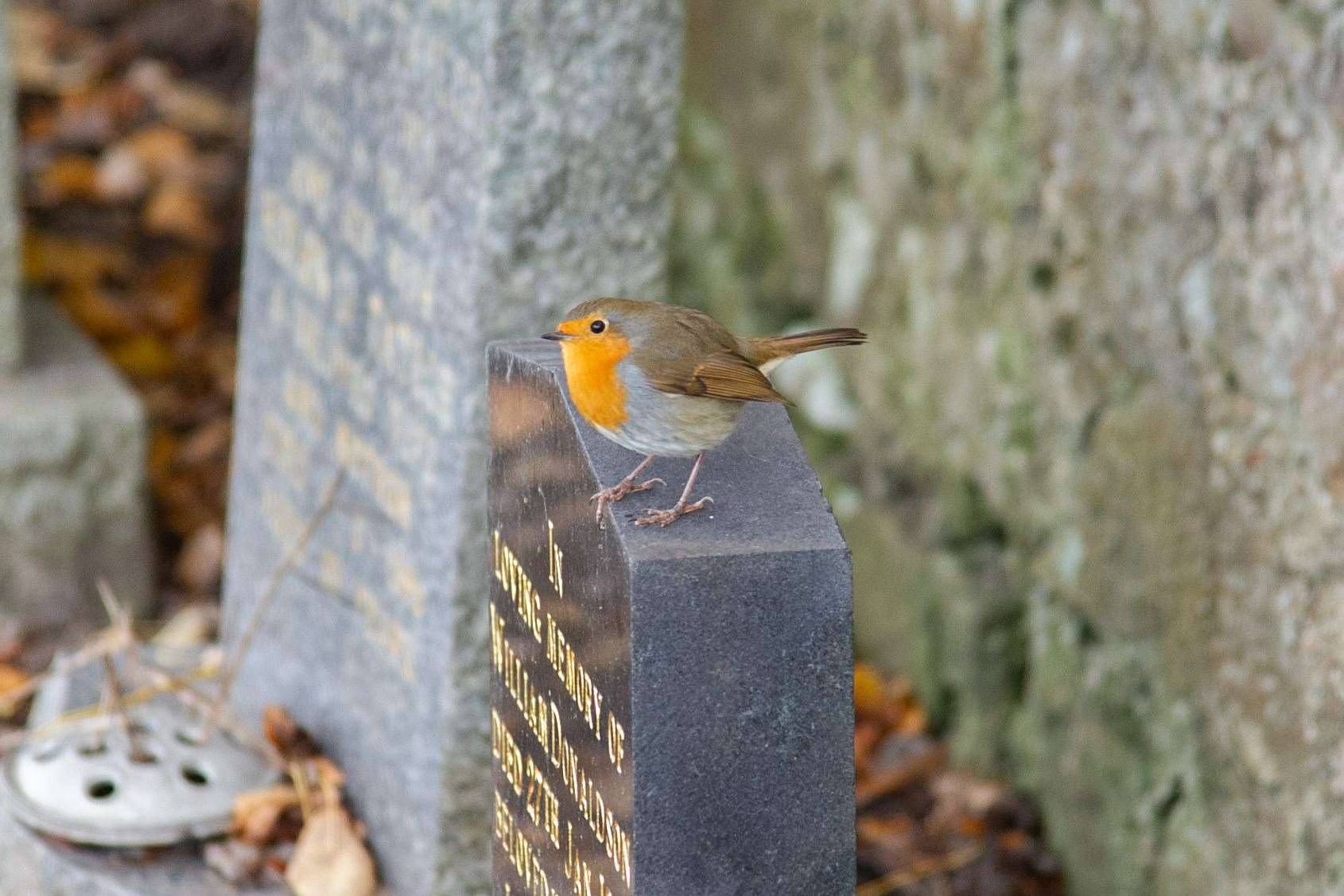 A visitor...Remembrance Sunday 2020...Picture: Daniel Forsyth..
