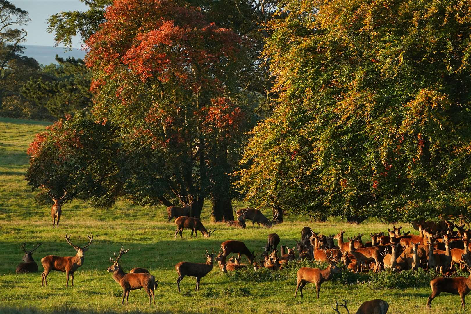Deer at Raby Castle, a medieval castle near Staindrop in County Durham (Owen Humphreys/PA)