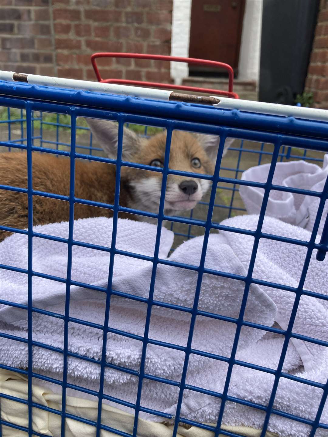A fox in Haringey after it was rescued from a wheel (PA/RSCPA)