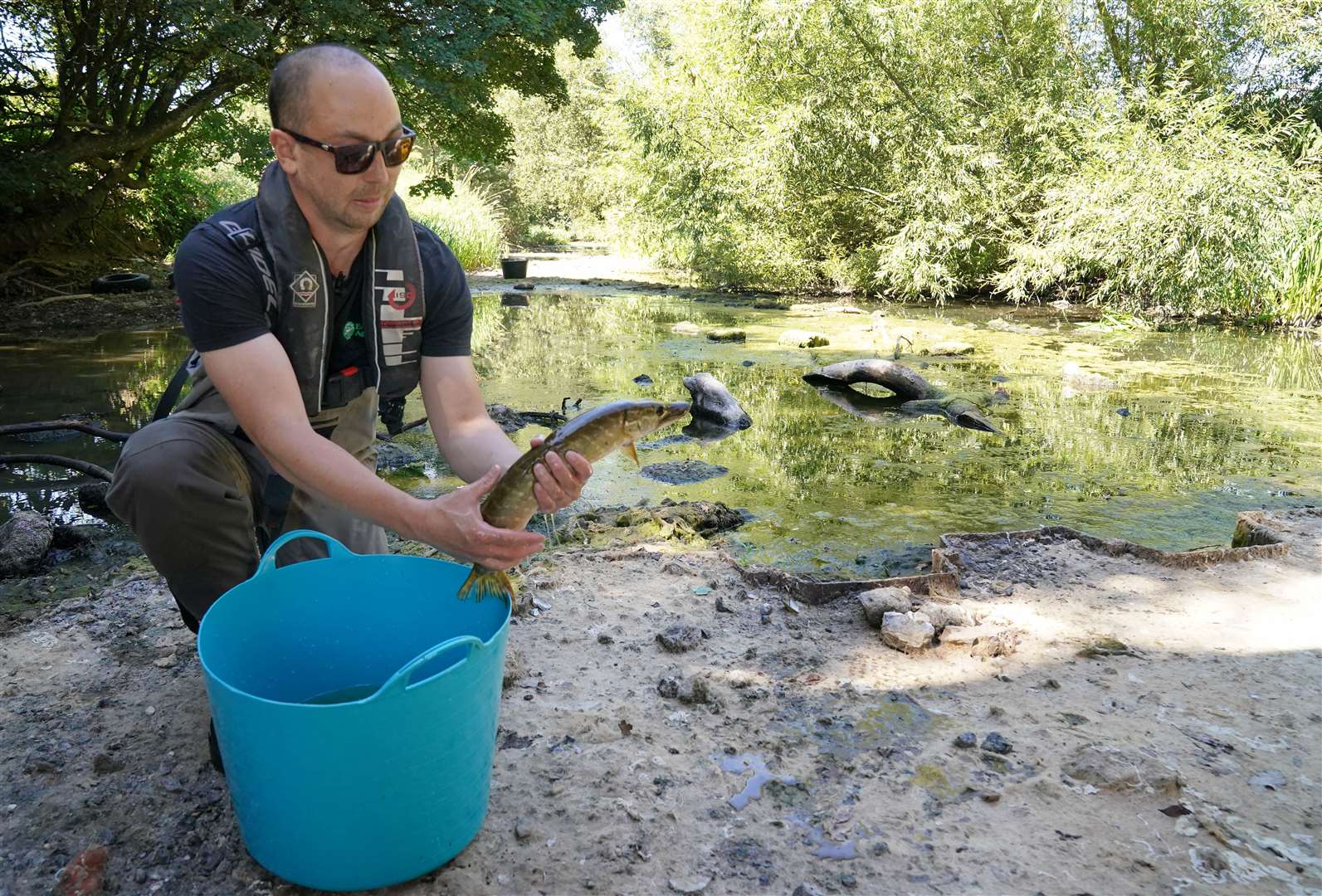 A fisheries officer from the Environment Agency rescues a pike from a drying pool of the River Mole by Pressforward Bridge (Jonathan Brady/PA)