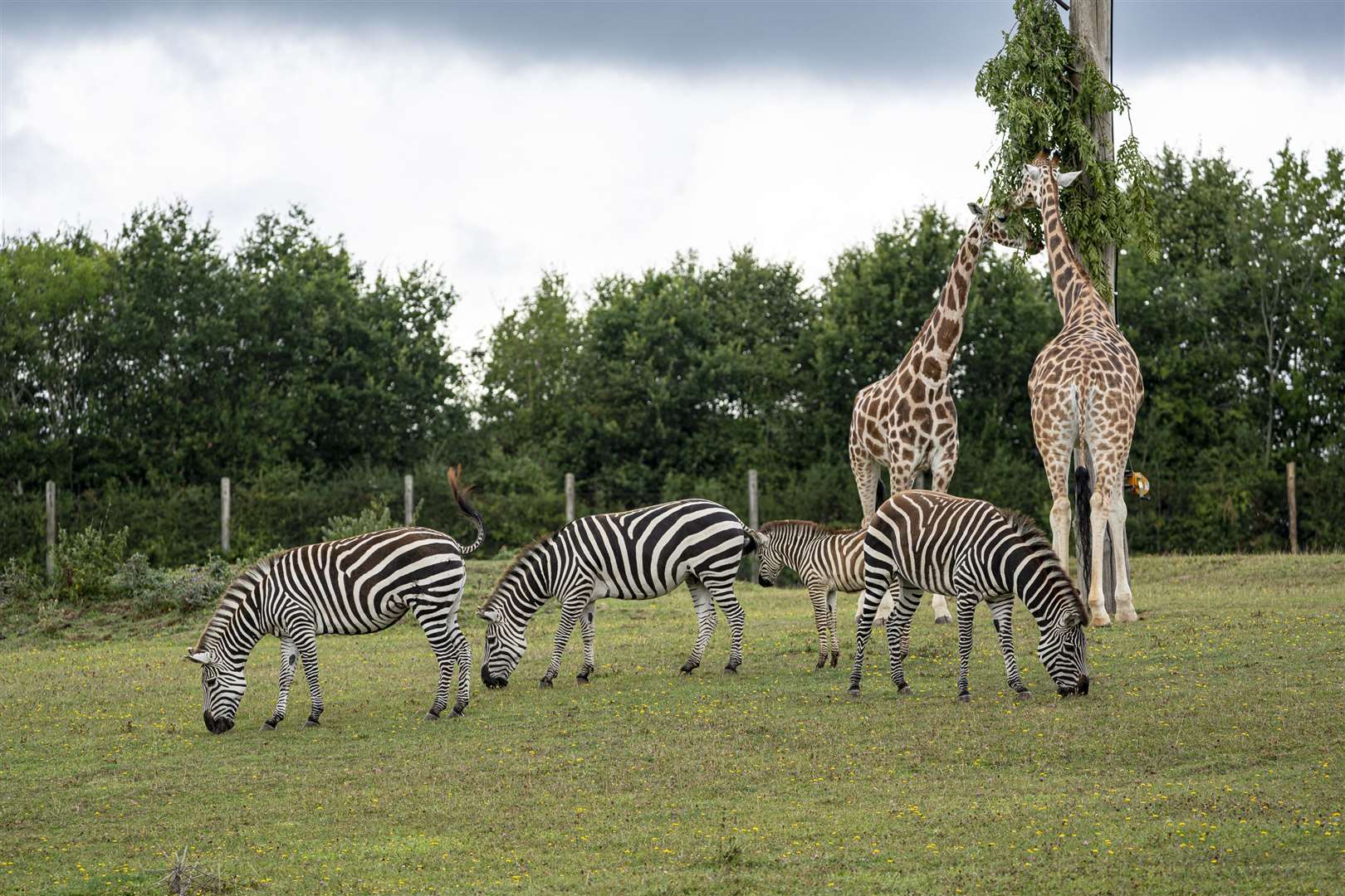Giraffes and zebras at Marwell Zoo are getting an upgrade to their diet (Jason Brown/PA)