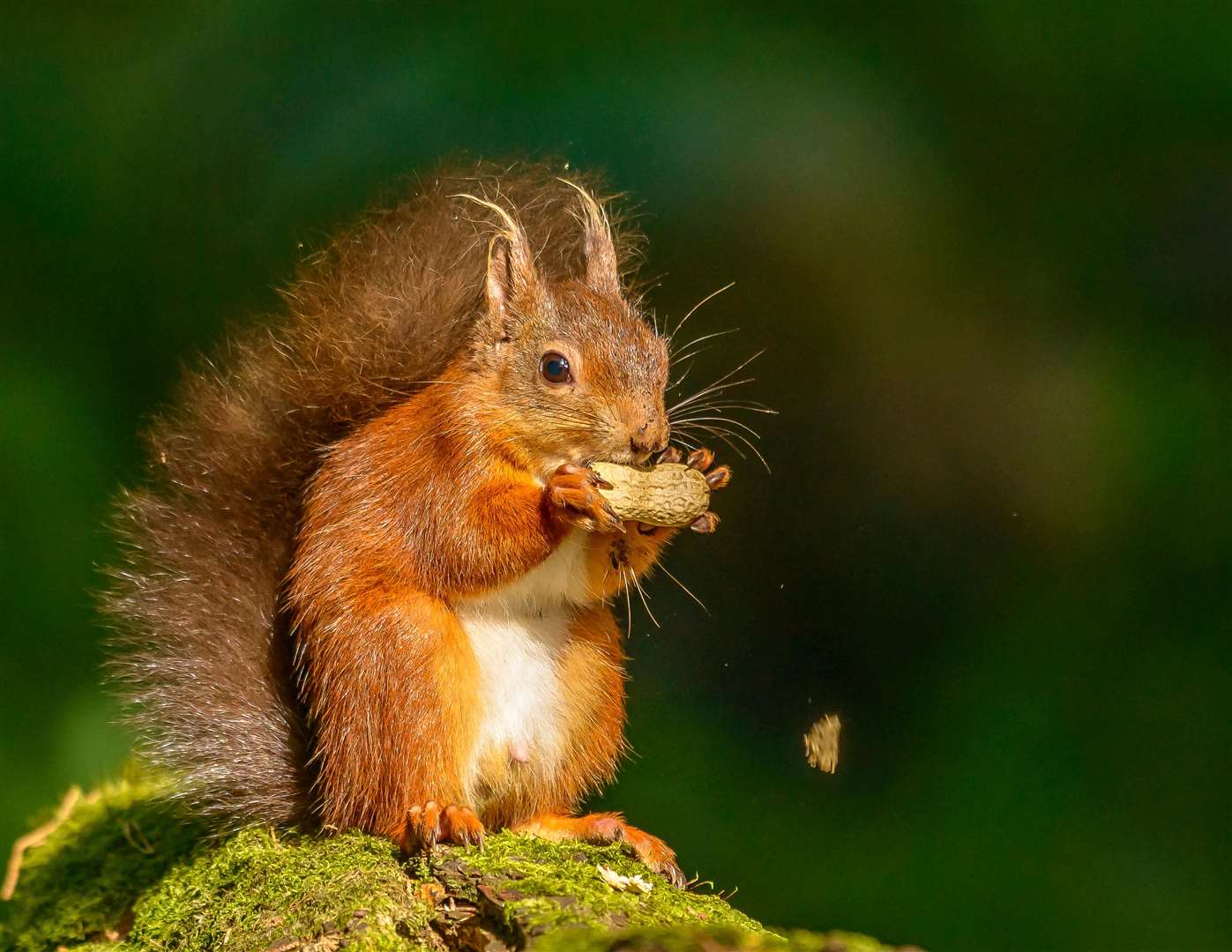 A red squirrel on Brownsea Island in Poole Harbour – which is one of the few places in southern England where they survive (Alamy/PA)