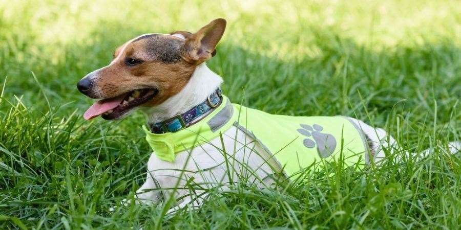 Hi-vis gear can help drivers spot you and your pooch. Picture: PDSA