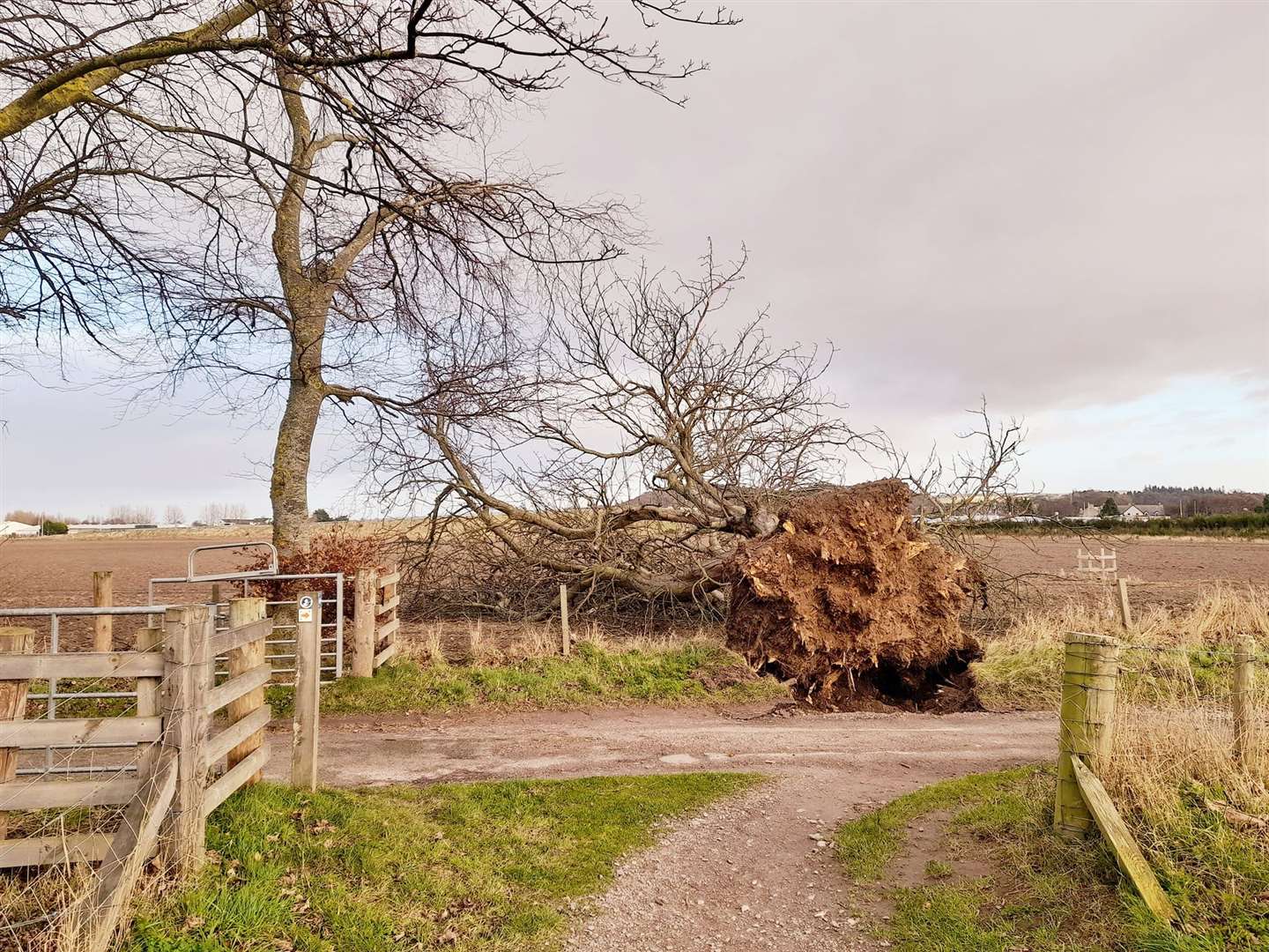 An uprooted tree on the walk to Greshop House and the River Findhorn from James Jones and AJ Engineering. Picture by James Wilson