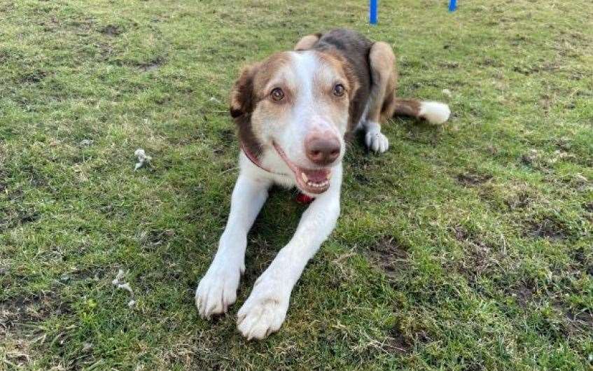 Older gent Blaze would love to find his forever home