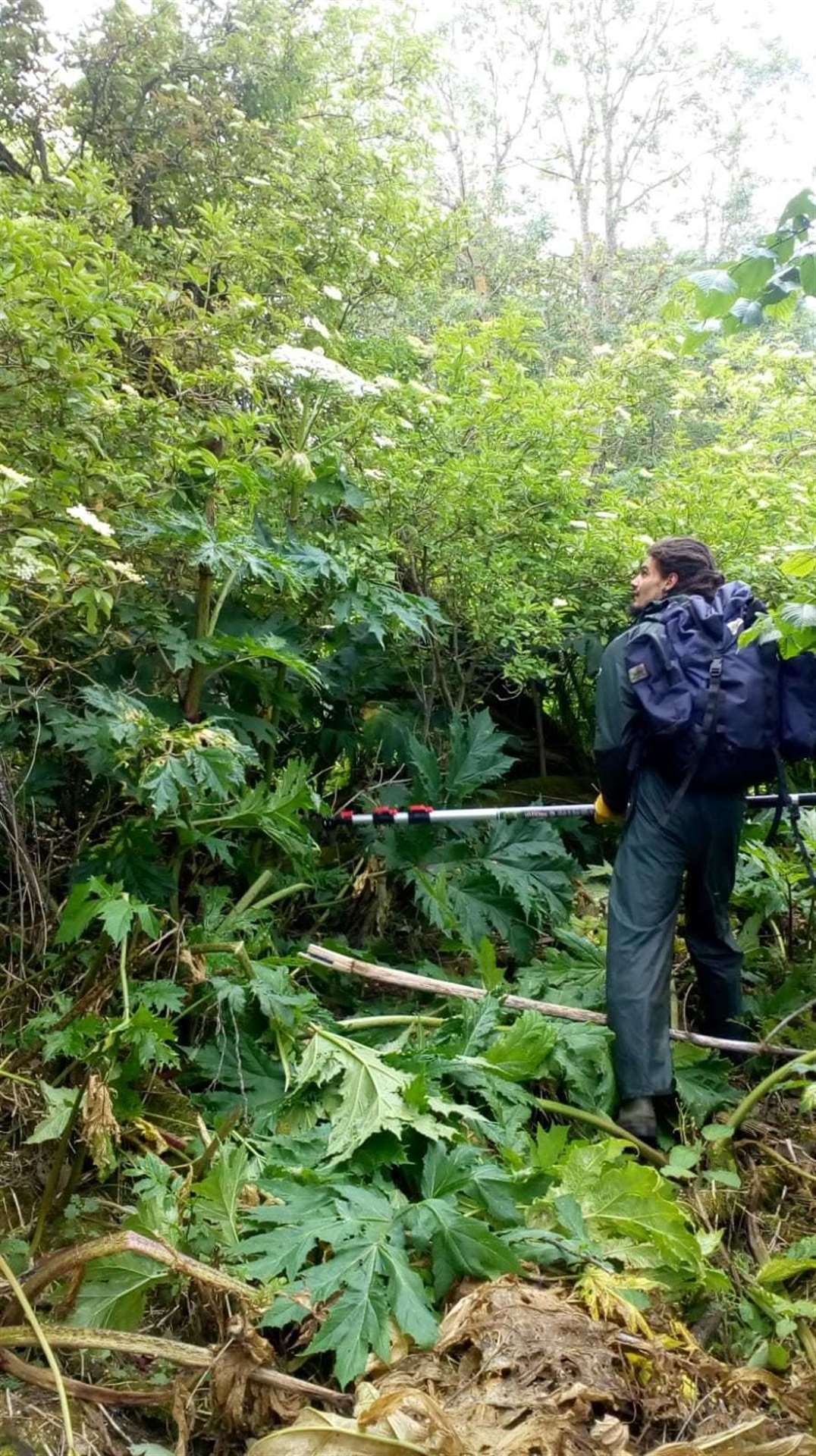 Wild Things instructor Joshua Smith facing down a wall of Giant Hogweed.