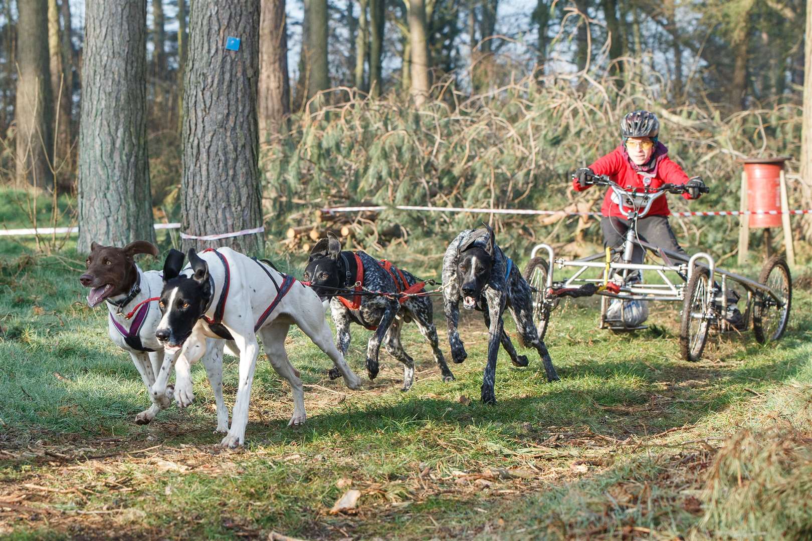 Ashleigh Dean and her dogs in full flow. Picture: Jackie Burrell