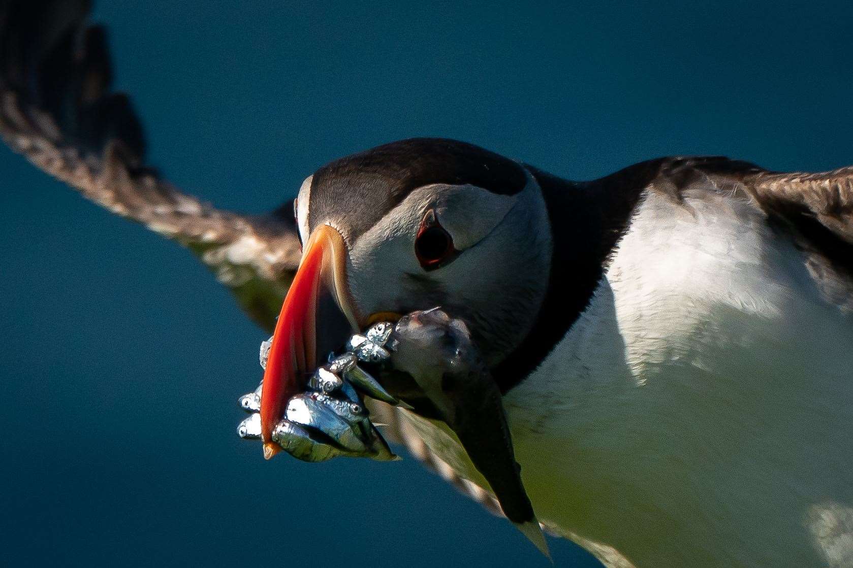 Wild Isles is to feature puffins and other seabirds whose populations are struggling because of climate change and overfishing (Aaron Chown/PA)