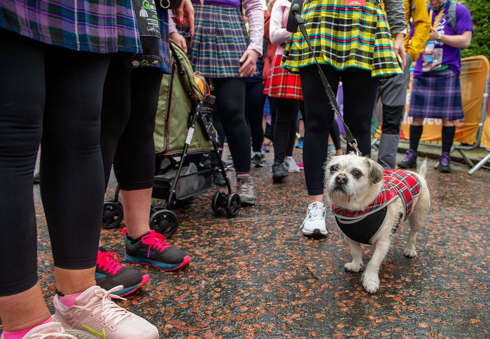Pets also dressed up for the occasion (Peter Sandground/Kiltwalk/PA)