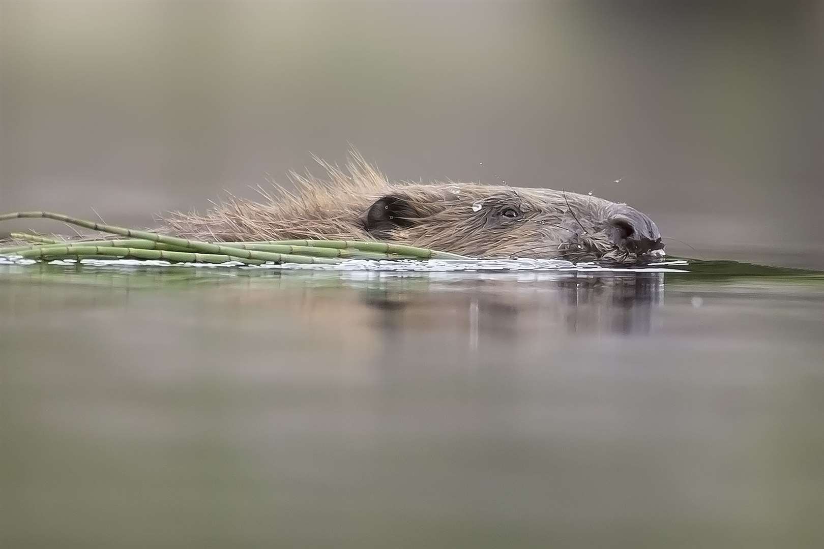 A European beaver swims across a lochan at Knapdale Forest, Argyll. Picture: SCOTLAND: The Big Picture (scotlandbigpicture.com).