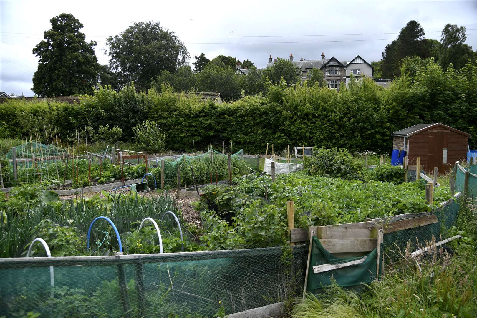 The Community Garden and allotments at Bogton. Picture: Beth Taylor