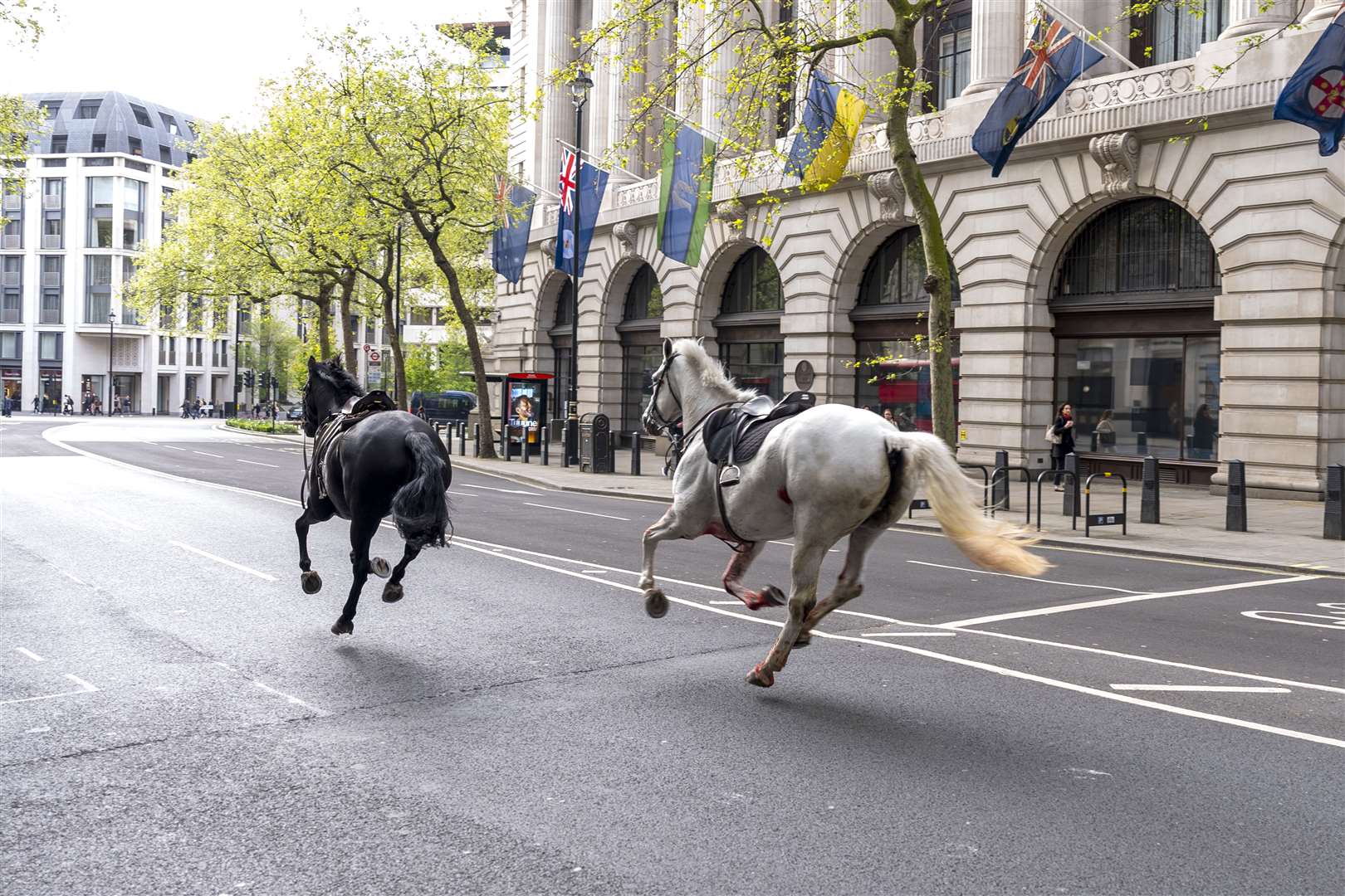 Two loose horses bolt through the streets near Aldwych in central London (Jordan Pettitt/PA)