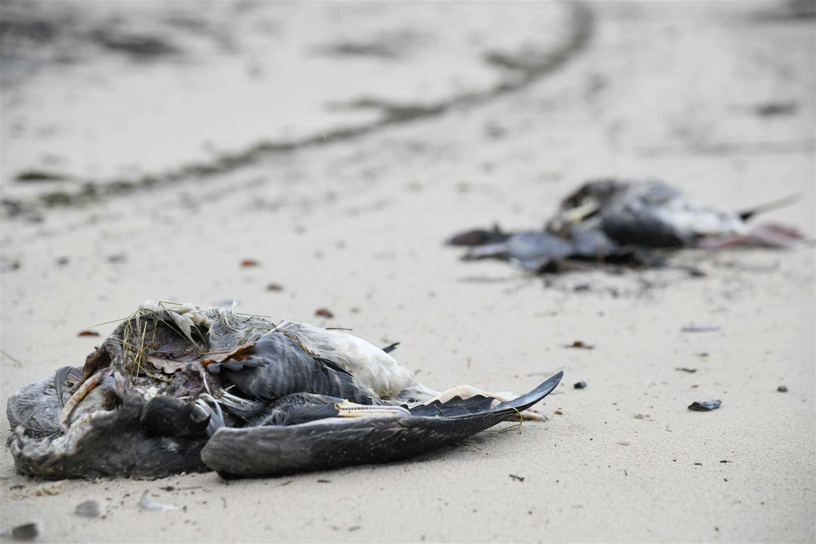 Dead birds on Findhorn beach likely to have succumbed to flu.
