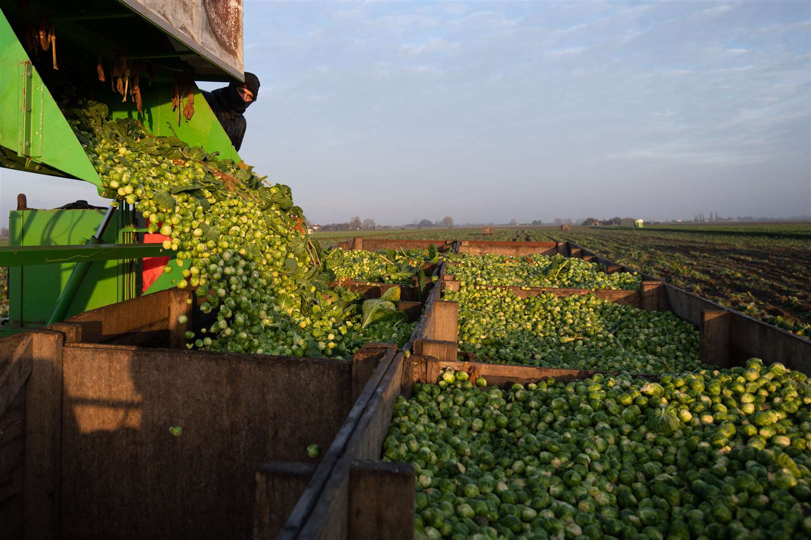 Brussels sprouts are harvested ahead of the busy Christmas period (Joe Giddens/PA)