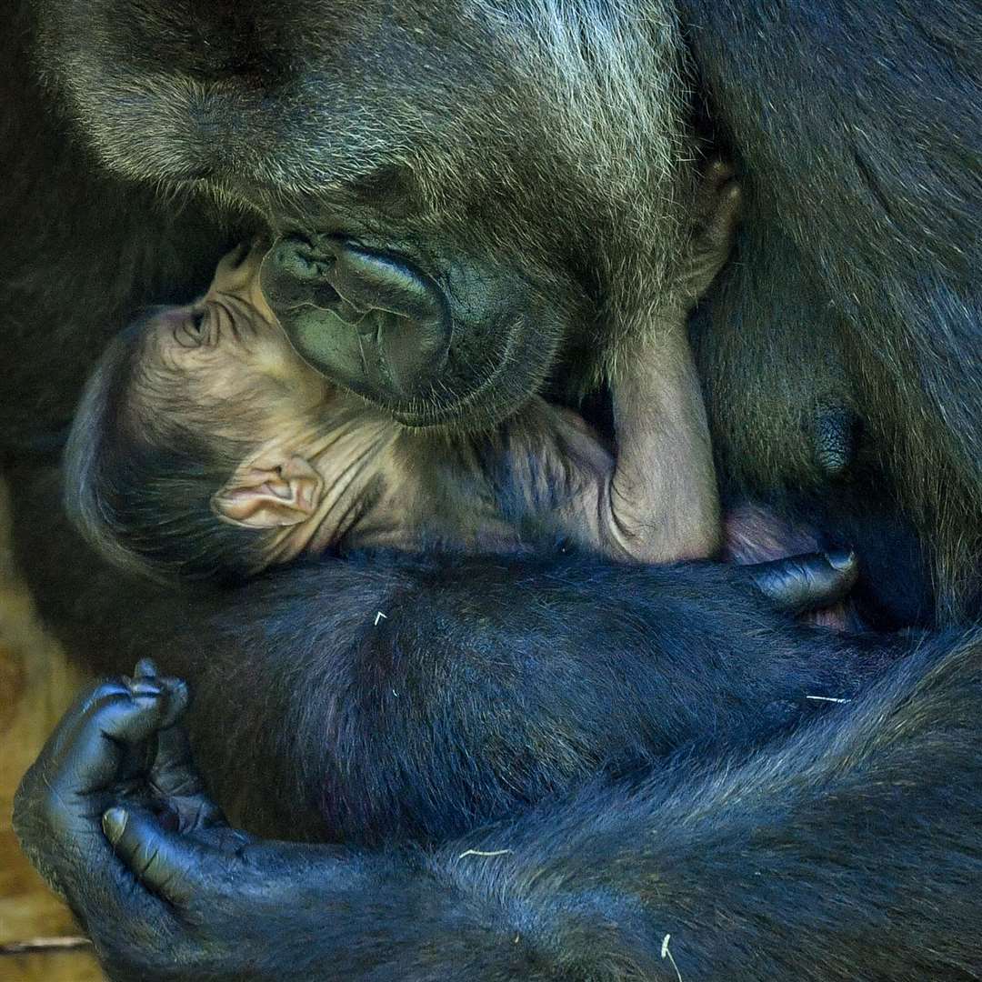 Western lowland gorilla Kala with her new born baby at Bristol Zoo (Ben Birchall/PA)