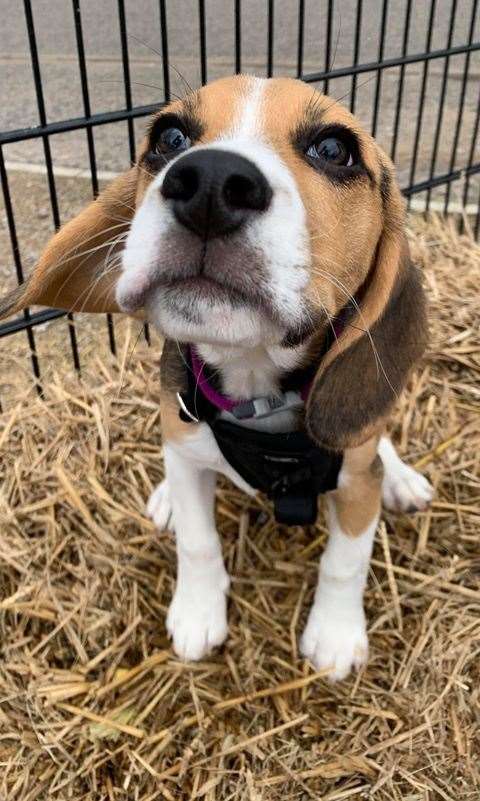 Twelve week-old Beagle Mercy.