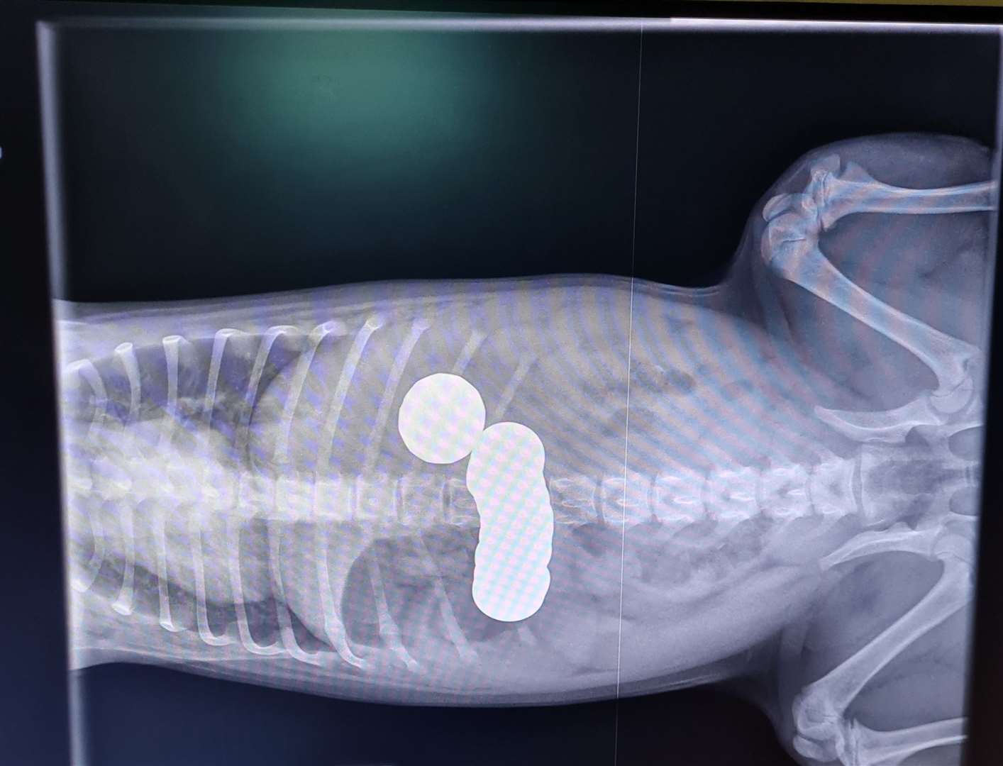 X-ray images showed Daisy had swallowed 20 coins (PDSA/PA)