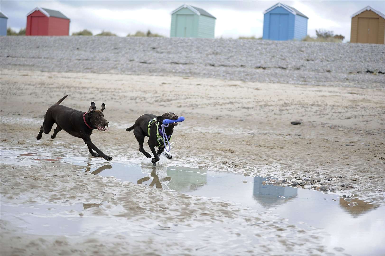 Furry friends frolicking in front of the Findhorn beach huts.