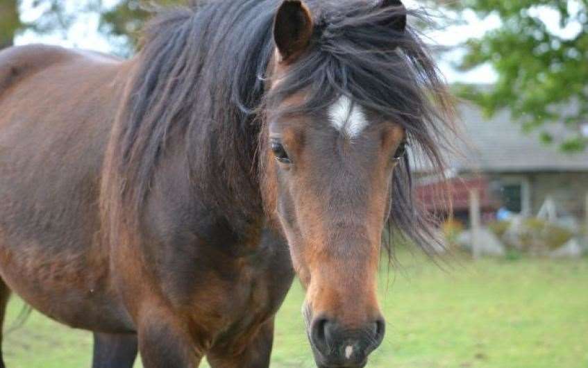 Nash is one of a number of horses and ponies to have been rehomed by SSPCA Drumoak in 2020.